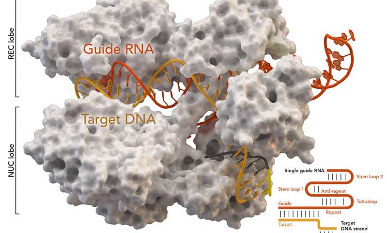 Improved CRISPR successfully targets triple-negative breast cancer with up to 77% efficacy