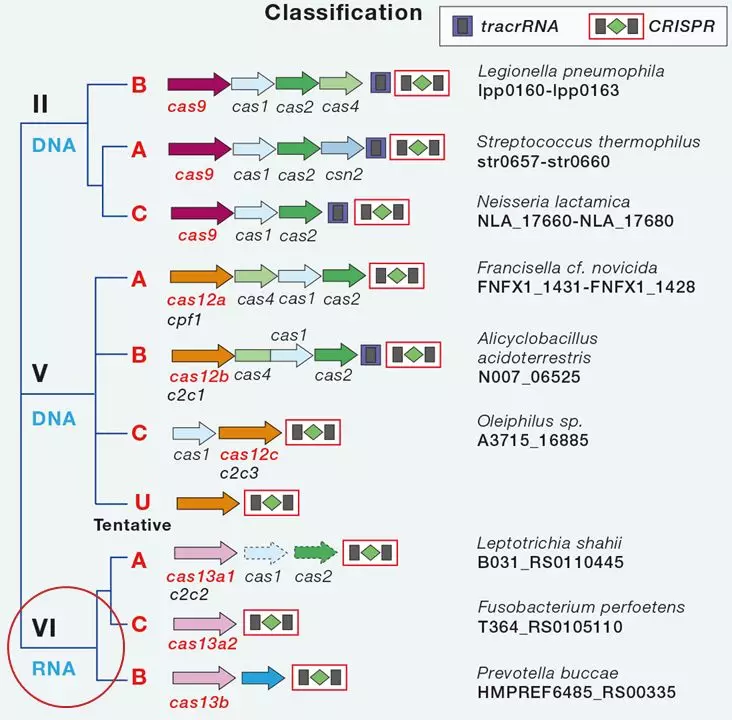 Cell: a revolutionary Cas13d and the rise of new gene editing tools