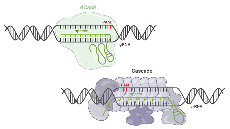 A new CRISPR tool explores 90% of the gene editing landscape