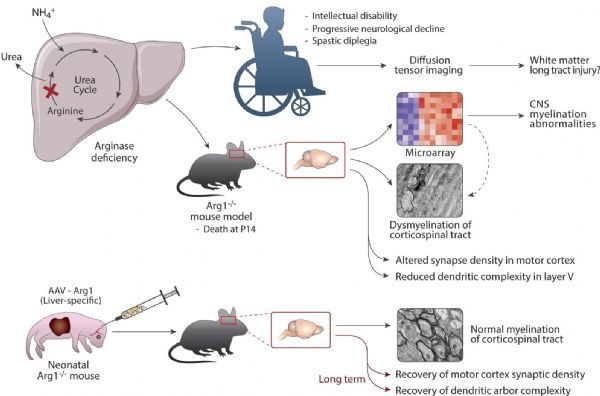 Two gene therapies can cure rare genetic diseases